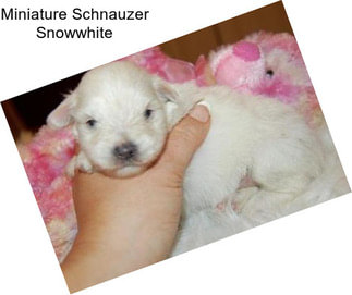 Miniature Schnauzer Snowwhite