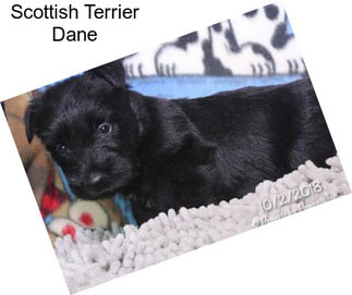 Scottish Terrier Dane