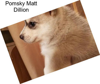 Pomsky Matt Dillion