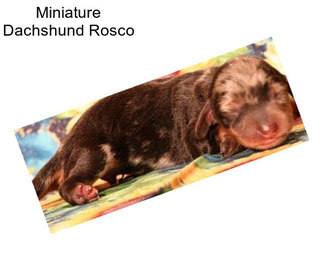 Miniature Dachshund Rosco
