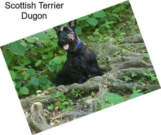 Scottish Terrier Dugon