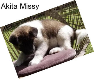 Akita Missy