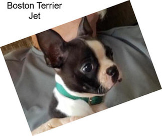 Boston Terrier Jet