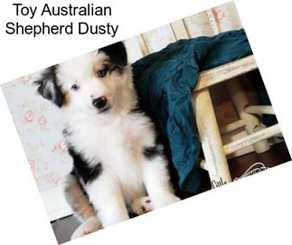 Toy Australian Shepherd Dusty