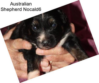 Australian Shepherd Nocald6