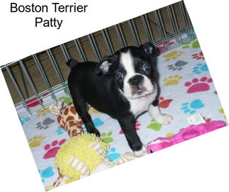 Boston Terrier Patty