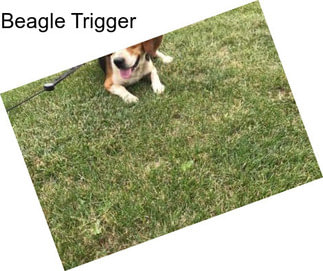 Beagle Trigger