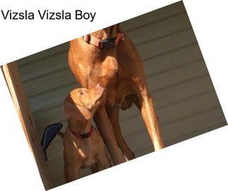 Vizsla Vizsla Boy