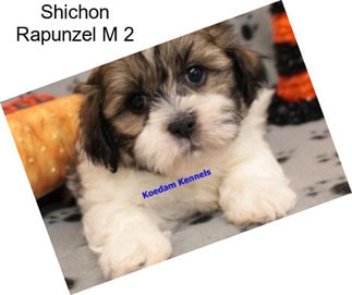 Shichon Rapunzel M 2