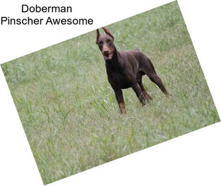 Doberman Pinscher Awesome