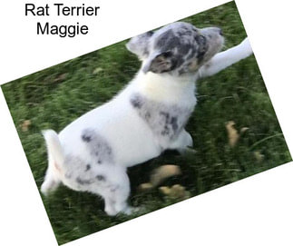 Rat Terrier Maggie