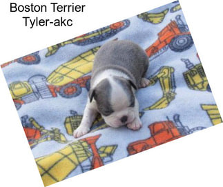 Boston Terrier Tyler-akc
