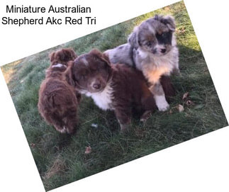 Miniature Australian Shepherd Akc Red Tri