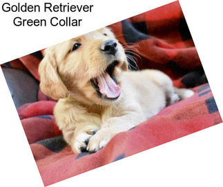 Golden Retriever Green Collar