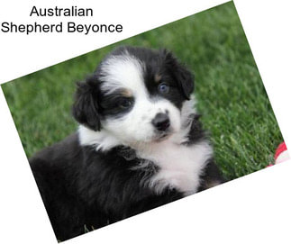 Australian Shepherd Beyonce