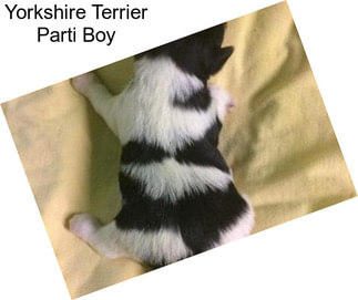 Yorkshire Terrier Parti Boy
