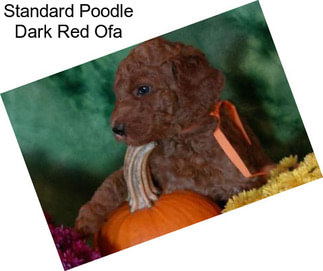 Standard Poodle Dark Red Ofa