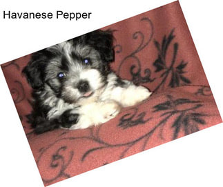 Havanese Pepper