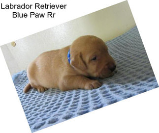 Labrador Retriever Blue Paw Rr