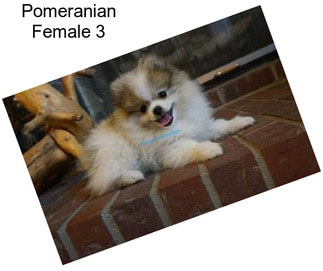 Pomeranian Female 3