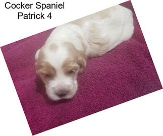 Cocker Spaniel Patrick 4