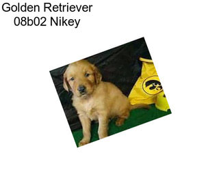 Golden Retriever 08b02 Nikey