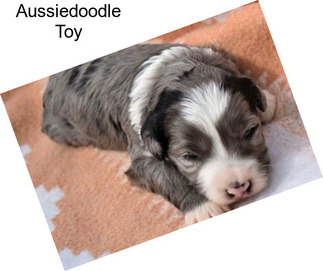 Aussiedoodle Toy