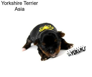Yorkshire Terrier Asia