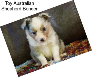 Toy Australian Shepherd Bender