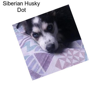 Siberian Husky Dot