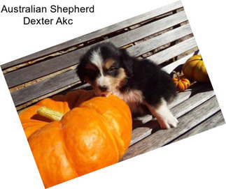 Australian Shepherd Dexter Akc