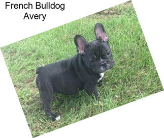 French Bulldog Avery