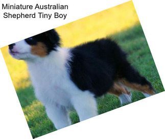 Miniature Australian Shepherd Tiny Boy