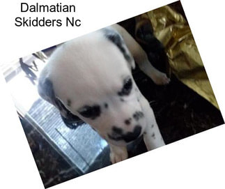 Dalmatian Skidders Nc