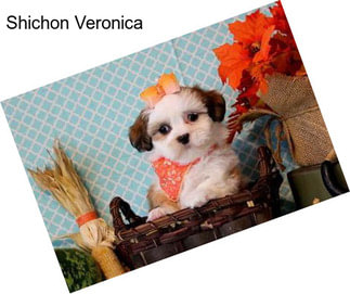 Shichon Veronica