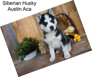 Siberian Husky Austin Aca