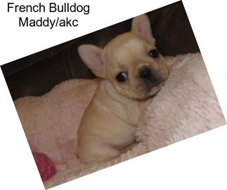 French Bulldog Maddy/akc