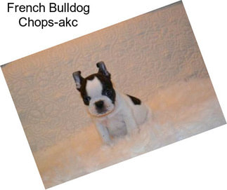 French Bulldog Chops-akc