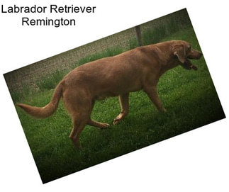Labrador Retriever Remington