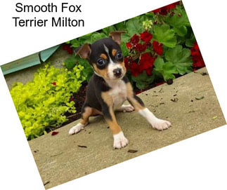 Smooth Fox Terrier Milton