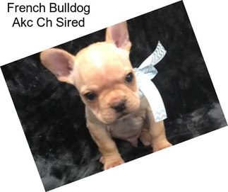 French Bulldog Akc Ch Sired