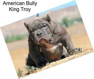 American Bully King Troy