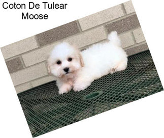 Coton De Tulear Moose