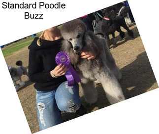 Standard Poodle Buzz