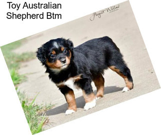 Toy Australian Shepherd Btm