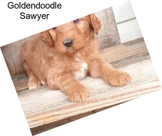 Goldendoodle Sawyer