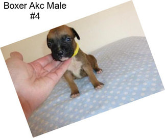 Boxer Akc Male #4