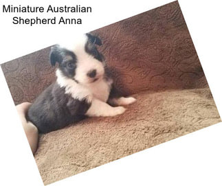 Miniature Australian Shepherd Anna