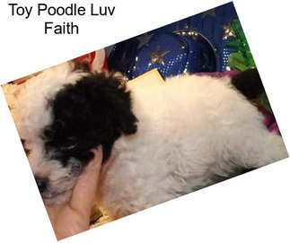 Toy Poodle Luv Faith