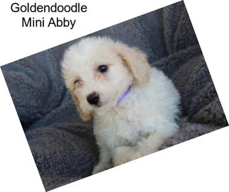 Goldendoodle Mini Abby